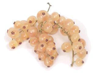 Freshly picked Whit Currants from Curley's Quality foods Galway. Think Fresh, Think Quality, Think Curley's