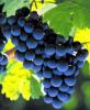 Fresh Black Grapes from Curley's Quality foods Galway. Think Fresh, Think Quality, Think Curley's