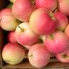 Freshly Picked Gala Apples  from Curley's Quality foods Galway. Think Fresh, Think Quality, Think Curley's