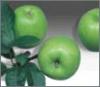 Freshly Picked Granny Smith Apples  from Curley's Quality foods Galway. Think Fresh, Think Quality, Think Curley's